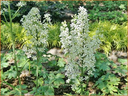 Melanthium virginicum