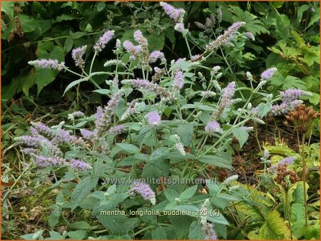 Mentha longifolia 'Buddleia'