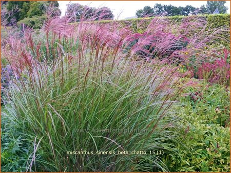 Miscanthus sinensis 'Beth Chatto' (pot 11 cm)