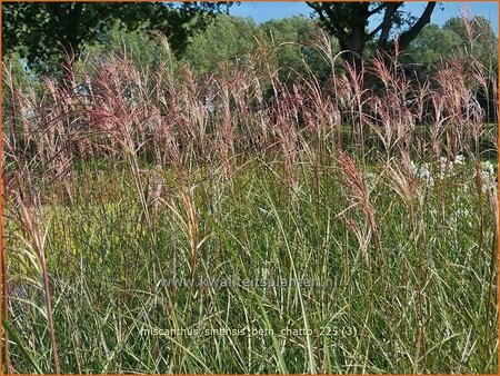 Miscanthus sinensis 'Beth Chatto' (pot 11 cm)