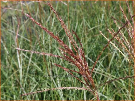 Miscanthus sinensis 'Beth Chatto' (pot 11 cm)