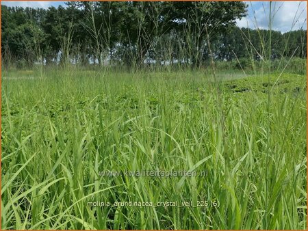 Molinia arundinacea 'Crystal Veil'