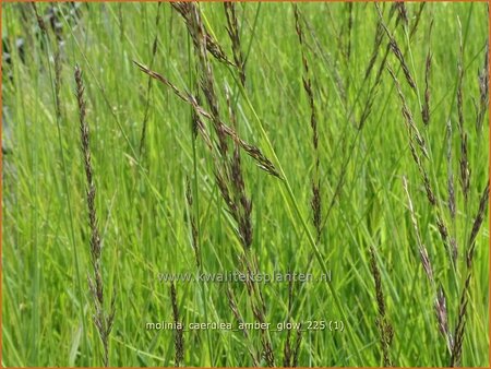 Molinia caerulea 'Amber Glow'