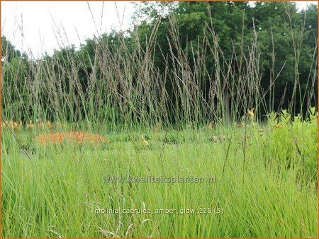 Molinia caerulea 'Amber Glow'