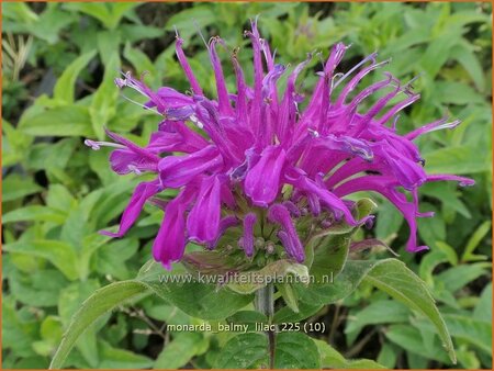 Monarda 'Balmy Lilac'