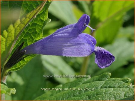 Nepeta 'Magical Mr. Blue Sky'