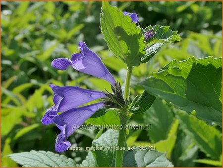 Nepeta 'Magical Mr. Blue Sky'