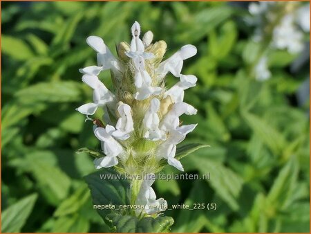 Nepeta nervosa 'Nevita White'