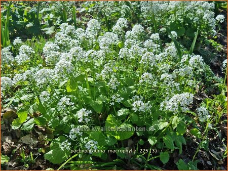 Pachyphragma macrophylla