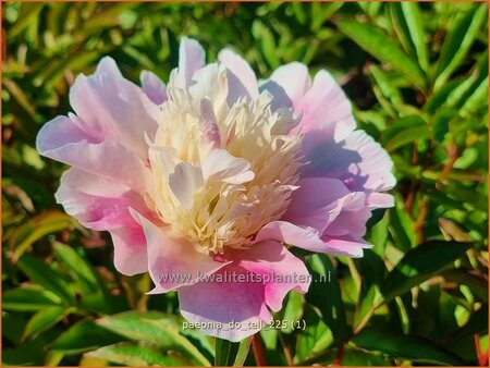 Paeonia 'Do Tell' (pot 11 cm)