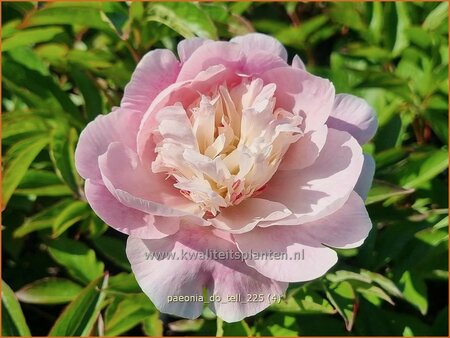 Paeonia 'Do Tell' (pot 11 cm)
