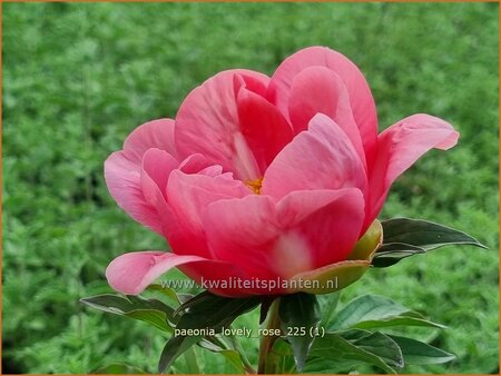 Paeonia 'Lovely Rose' (pot 11 cm)