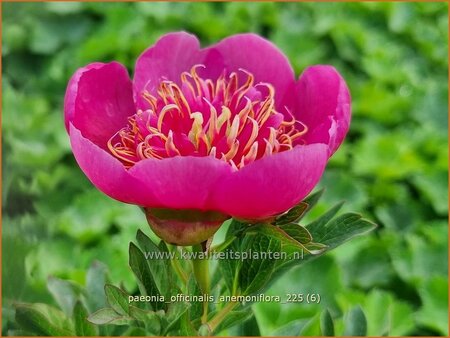 Paeonia officinalis 'Anemoniflora' (pot 11 cm)