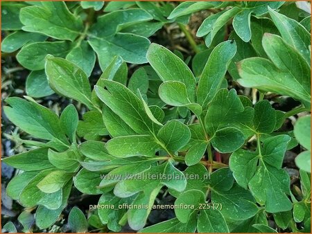 Paeonia officinalis 'Anemoniflora' (pot 11 cm)