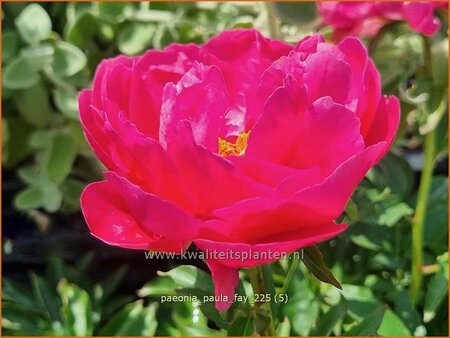 Paeonia 'Paula Fay' (pot 11 cm)