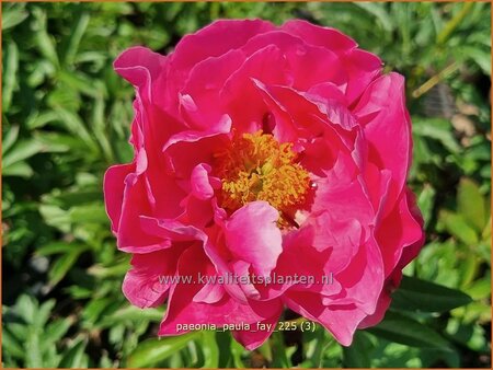 Paeonia 'Paula Fay' (pot 11 cm)