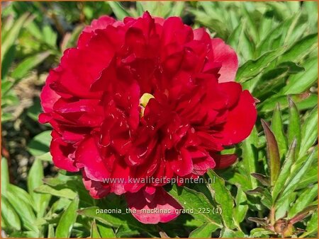 Paeonia 'The Mackinac Grand' (pot 11 cm)