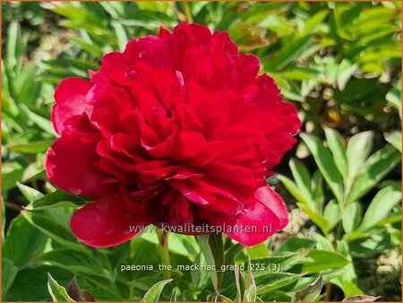 Paeonia 'The Mackinac Grand' (pot 11 cm)