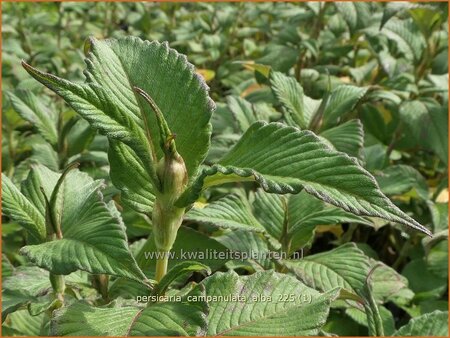 Persicaria campanulata 'Alba'