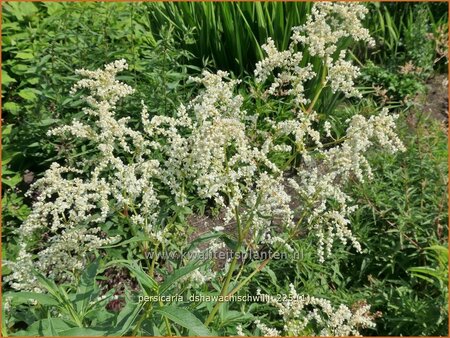 Persicaria dshawachischwilii