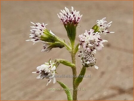 Petasites fragrans
