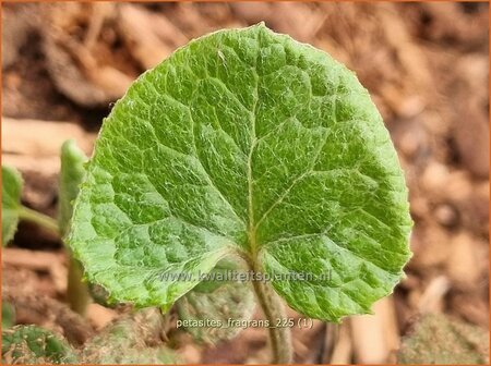 Petasites fragrans