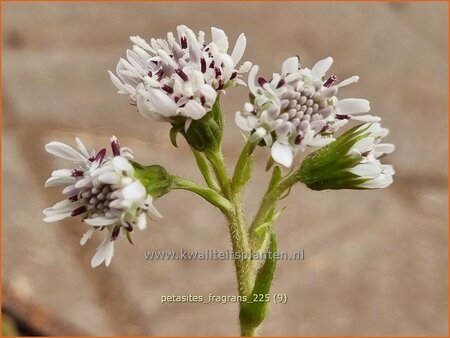 Petasites fragrans