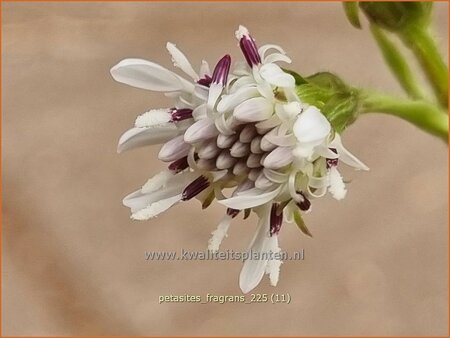 Petasites fragrans