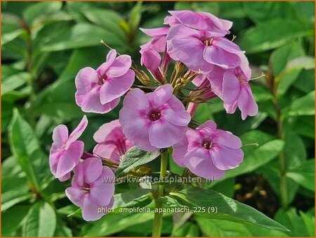 Phlox amplifolia 'Apanatschi'