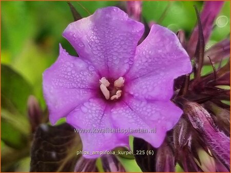 Phlox amplifolia 'Kurpel'