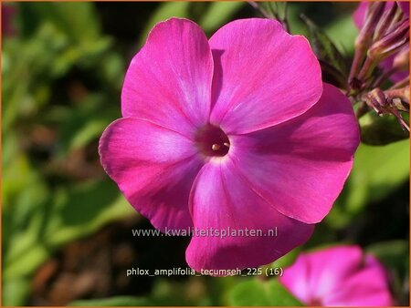 Phlox amplifolia 'Tecumseh'