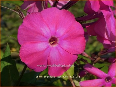 Phlox amplifolia 'Tecumseh'