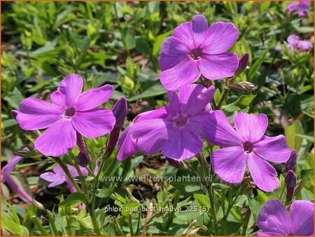 Phlox 'Bee Best Mauve'
