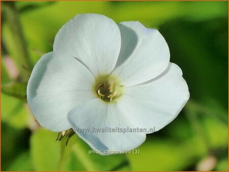 Phlox 'Chione'