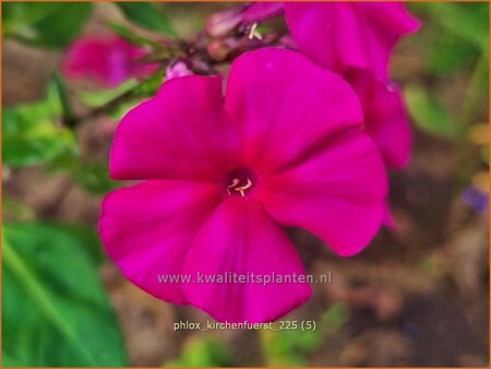 Phlox 'Kirchenfürst'