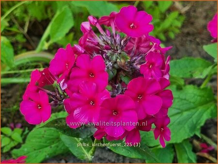 Phlox 'Kirchenfürst'