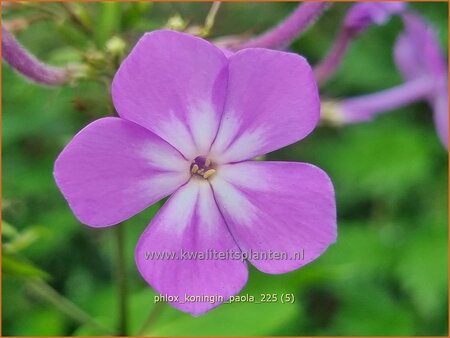 Phlox 'Koningin Paola'