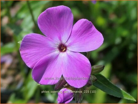 Phlox 'Opening Act Romance'