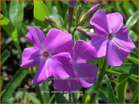Phlox 'Opening Act Romance'