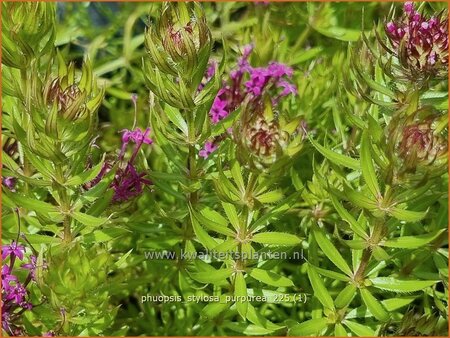 Phuopsis stylosa 'Purpurea'