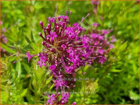 Phuopsis stylosa 'Purpurea'