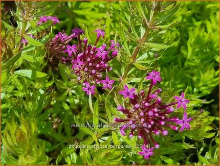 Phuopsis stylosa 'Purpurea'