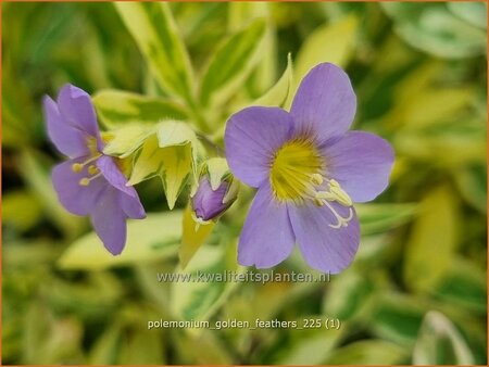 Polemonium 'Golden Feathers'