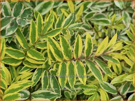 Polemonium 'Golden Feathers'