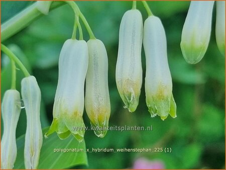 Polygonatum x hybridum 'Weihenstephan'