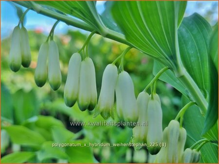 Polygonatum x hybridum 'Weihenstephan'