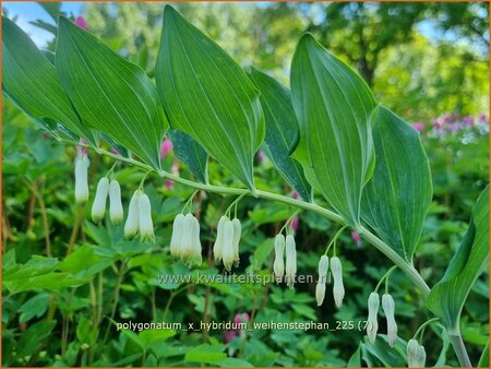 Polygonatum x hybridum 'Weihenstephan'