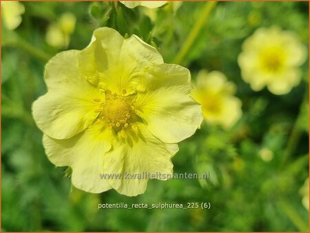 Potentilla recta 'Sulphurea'