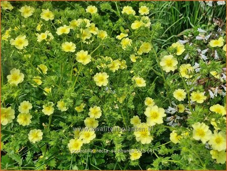 Potentilla recta 'Sulphurea'