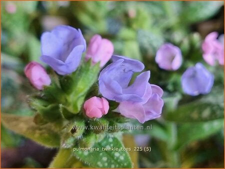 Pulmonaria 'Twinkle Toes'